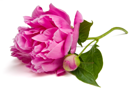 pinkflower