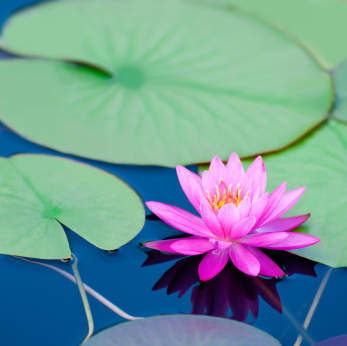 pink waterlily green pond