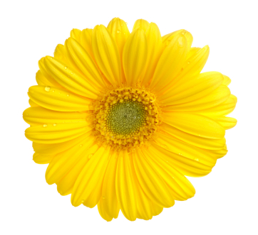 yellow flower single