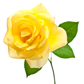 yellowroseingle