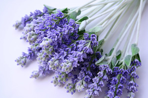 lavender