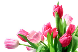 tulips